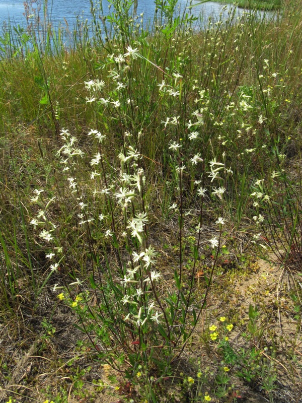 Изображение особи Silene tatarica.