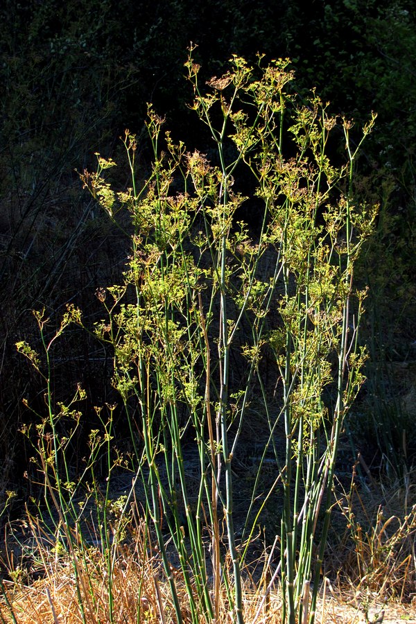 Изображение особи Foeniculum vulgare.