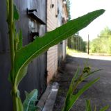 Sonchus arvensis