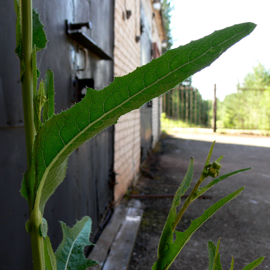 Изображение особи Sonchus arvensis.