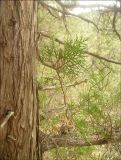Juniperus excelsa