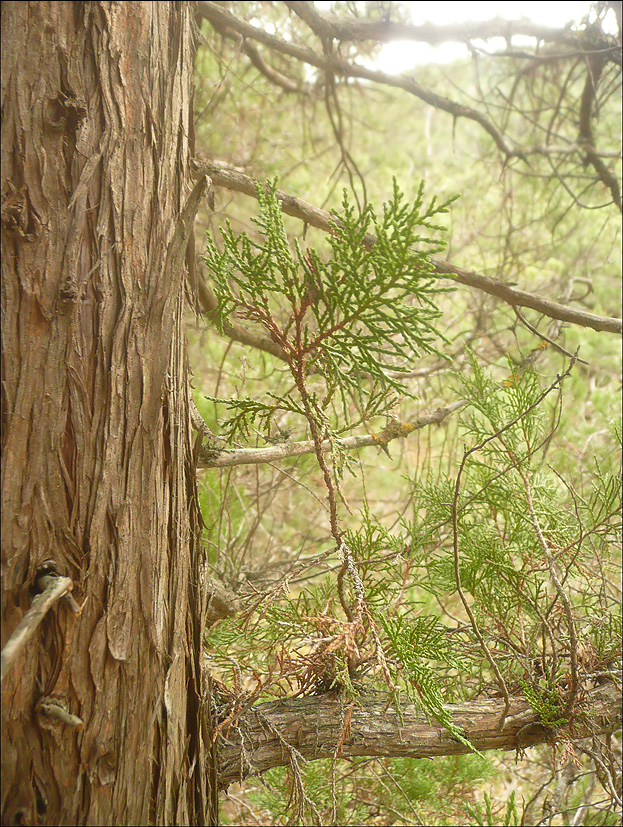 Изображение особи Juniperus excelsa.