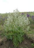 Salvia aethiopis
