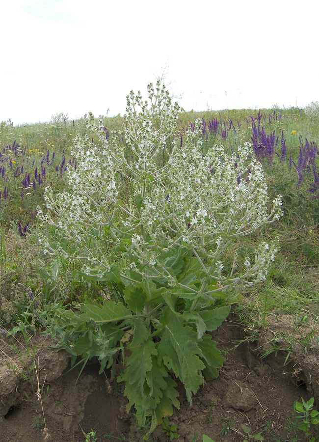 Image of Salvia aethiopis specimen.