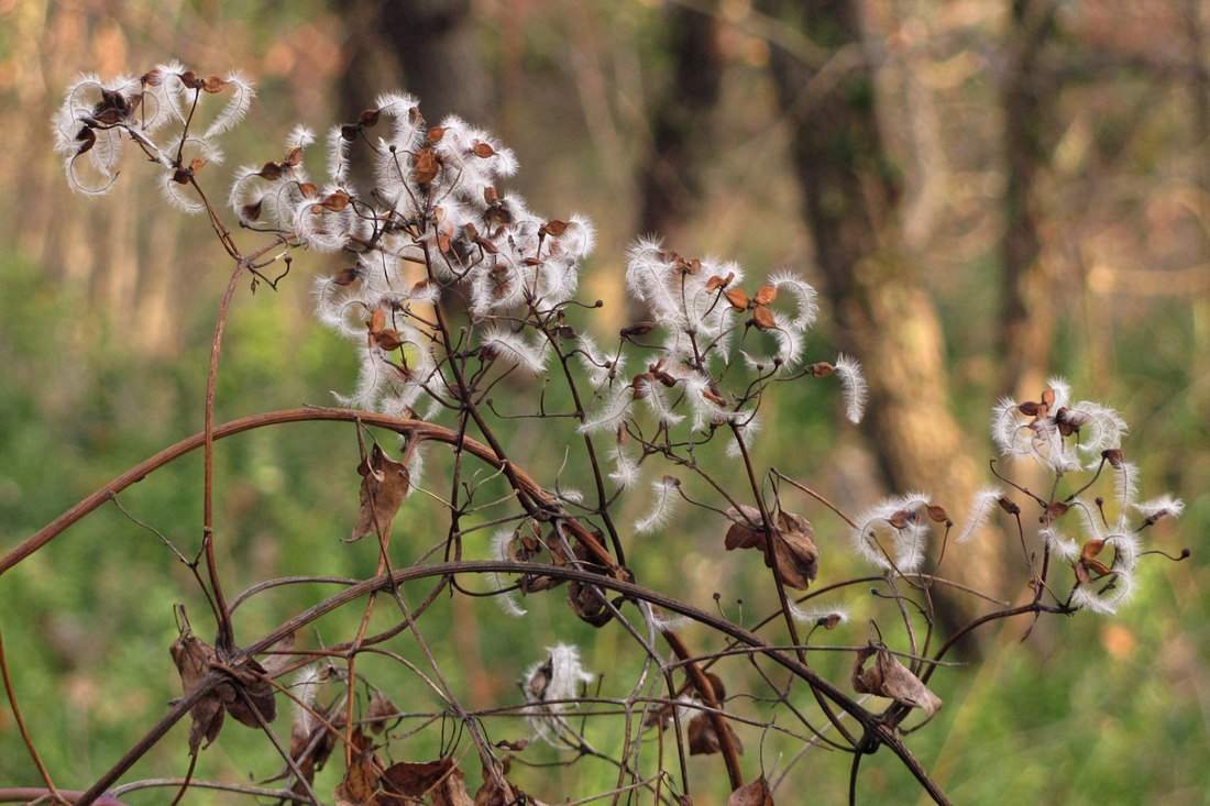 Image of Clematis flammula specimen.