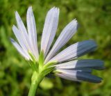 Cichorium intybus