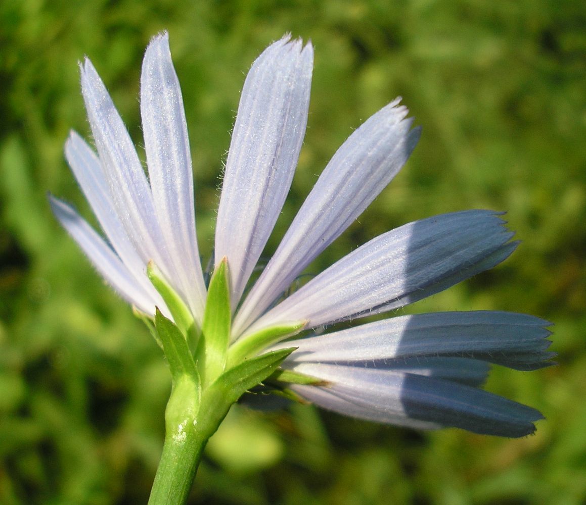 Image of Cichorium intybus specimen.