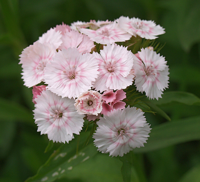 Изображение особи Dianthus barbatus.
