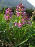 Pedicularis verticillata. Цветущее растение на сыром лугу на морене. Хабаровский край, хр. Баджал, верховья руч. Длинного (лев. приток р. Урми-Макит). 30.06.2008.