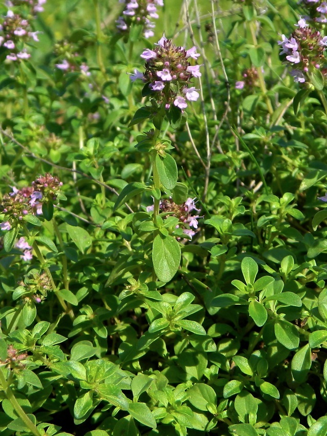 Изображение особи Thymus pulegioides.