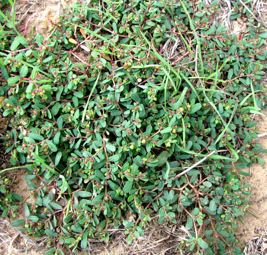 Image of Euphorbia humifusa specimen.