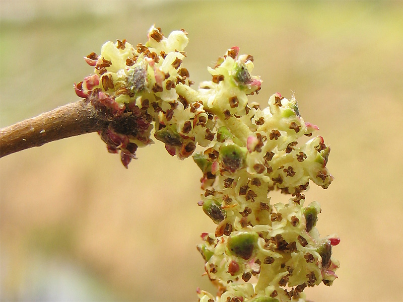 Image of Alnus incana specimen.