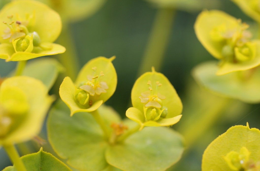 Image of Euphorbia stepposa specimen.