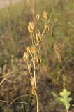 Ornithogalum fischerianum. Верхушка сухого растения с плодами. Саратовская обл., Саратовский р-н, в солонцеватой степи. 18 июля 2011 г.