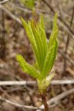 Rhododendron luteum