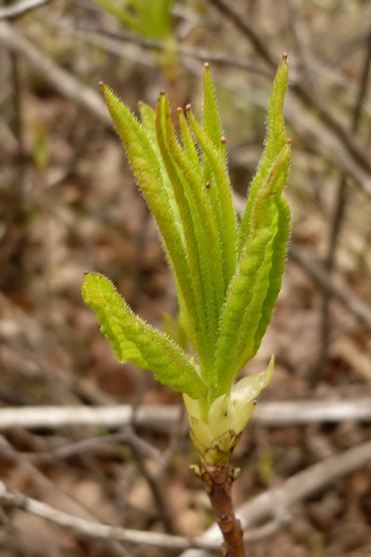 Image of Rhododendron luteum specimen.