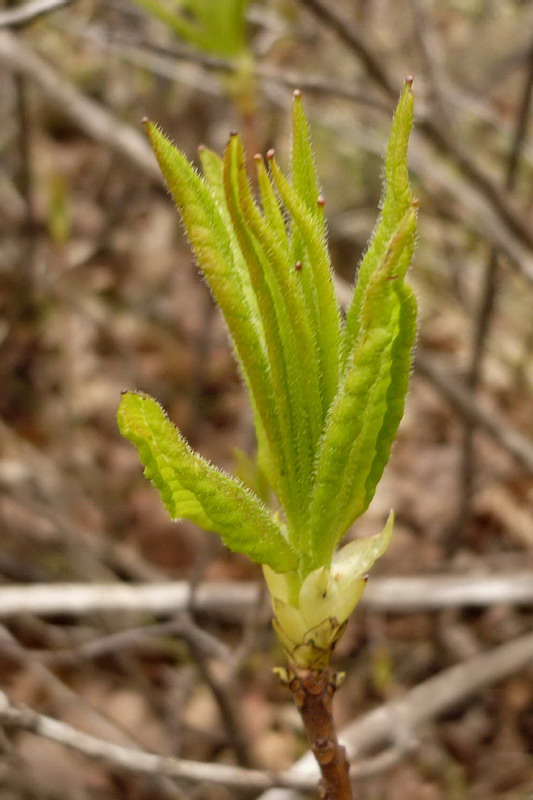 Изображение особи Rhododendron luteum.