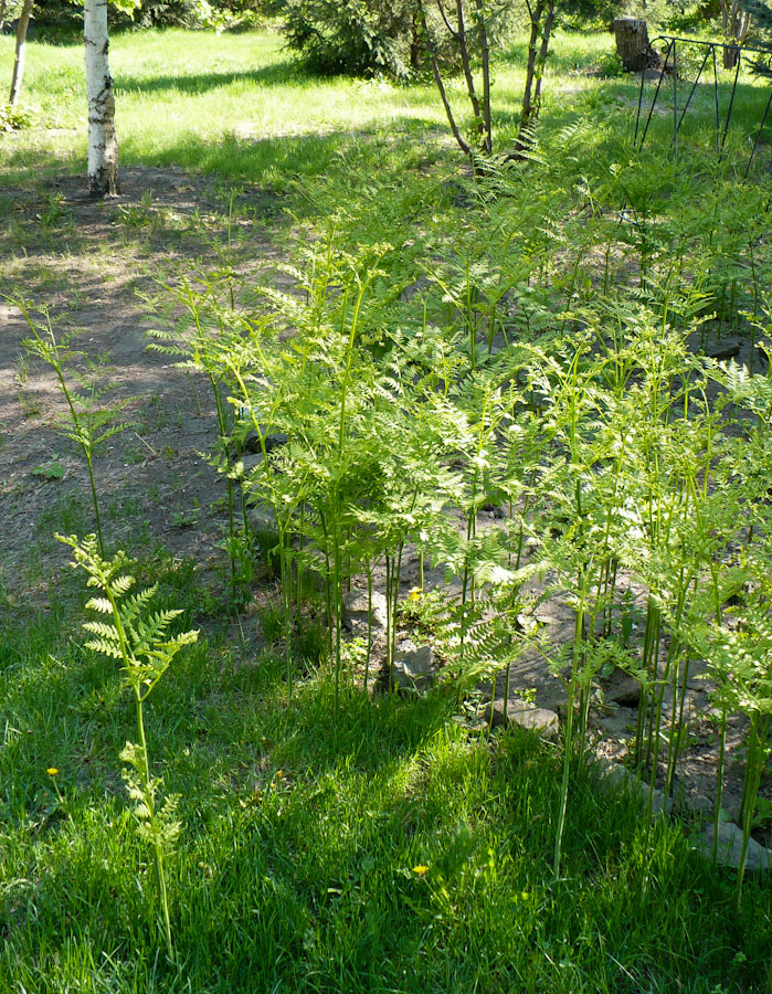 Изображение особи Pteridium pinetorum.