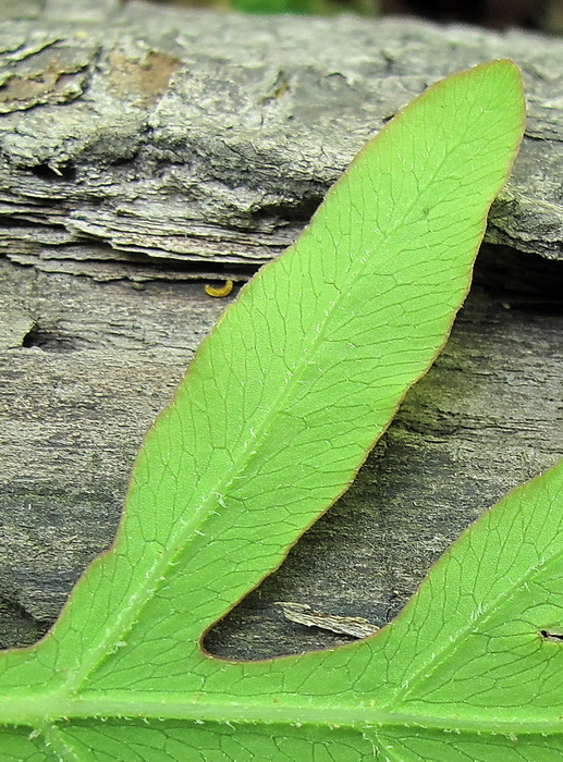 Изображение особи Onoclea sensibilis.