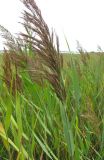 Phragmites australis. Верхушка растения с соцветием. Зап. Крым, г. Саки, берег оз. Сакское в р-не санатория \"Полтава\". 24.08.2011.