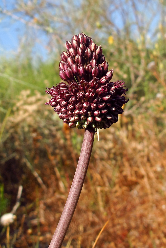 Image of Allium curtum specimen.