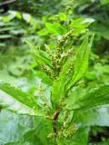 Rumex obtusifolius