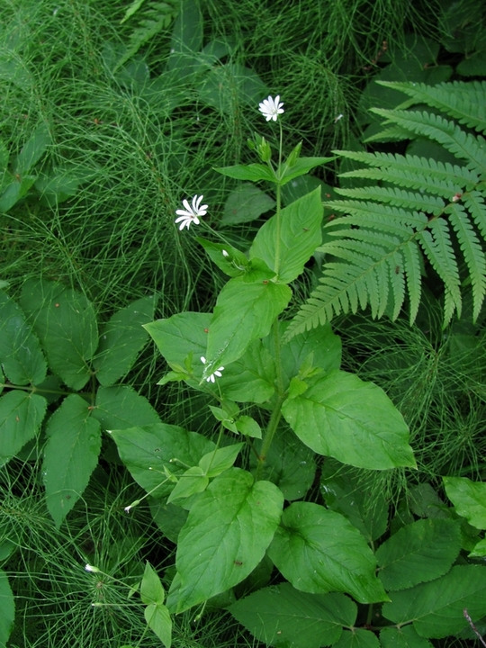 Image of Stellaria nemorum specimen.