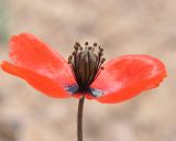 Papaver lecoqii