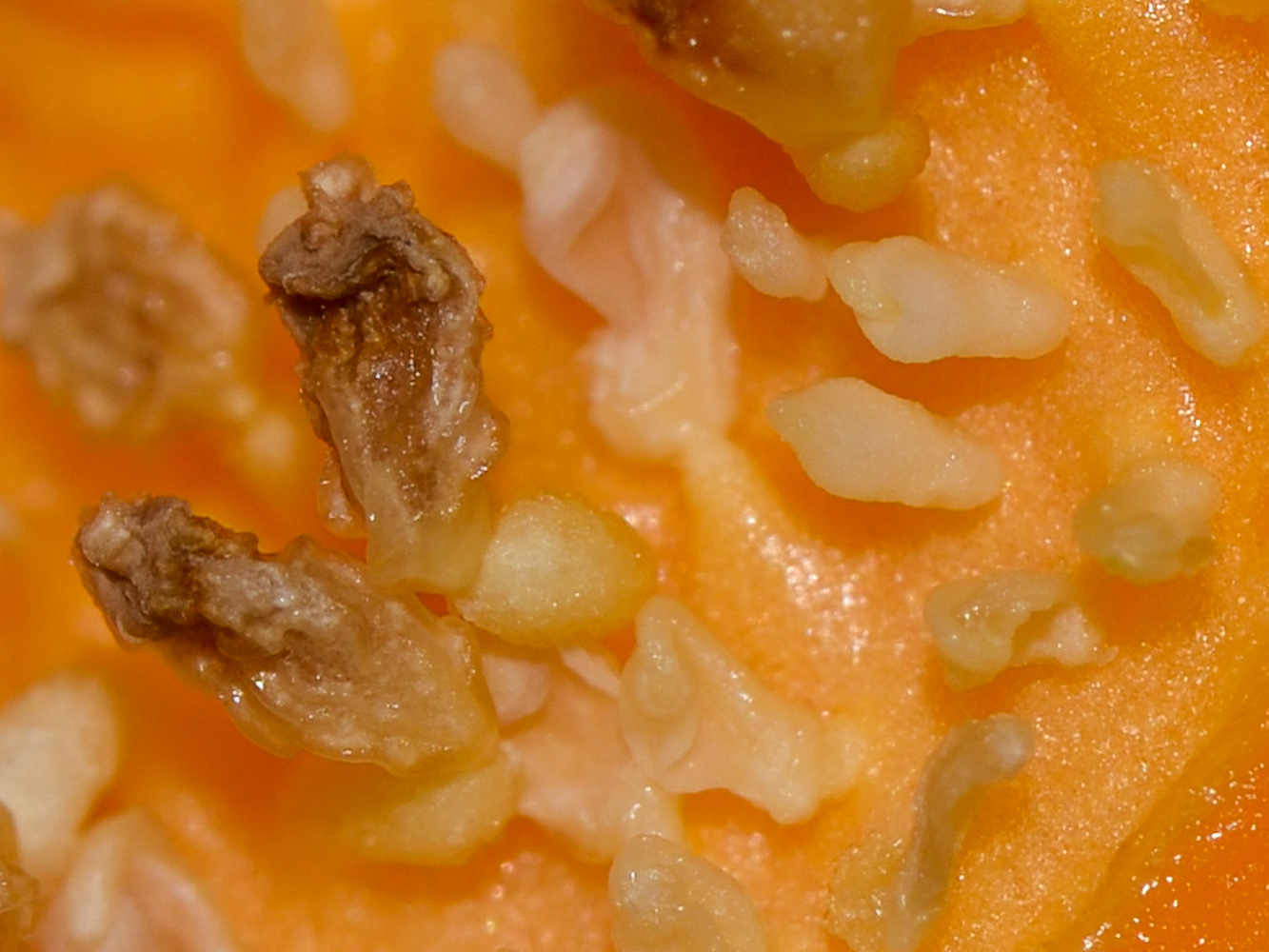 Image of Carica papaya specimen.