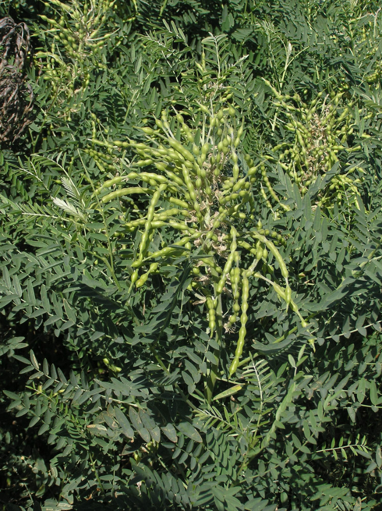 Изображение особи Pseudosophora alopecuroides.