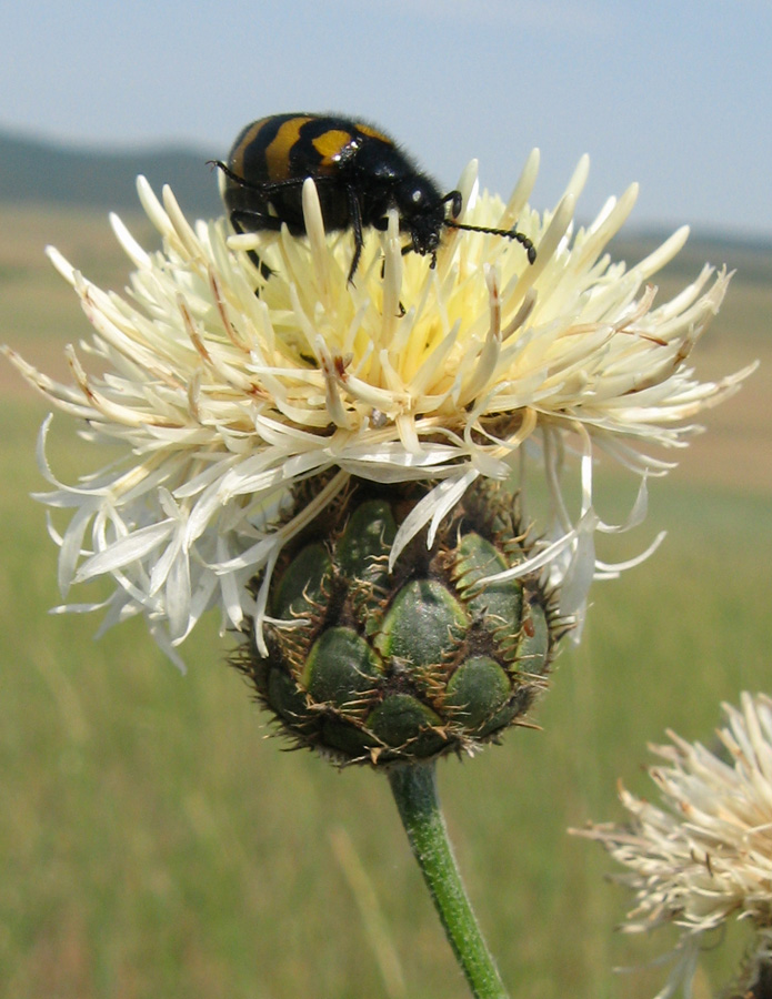 Изображение особи Centaurea rigidifolia.