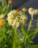 Calendula officinalis. Незрелое соплодие. Крым, г. Ялта, в культуре. 26 июня 2012 г.