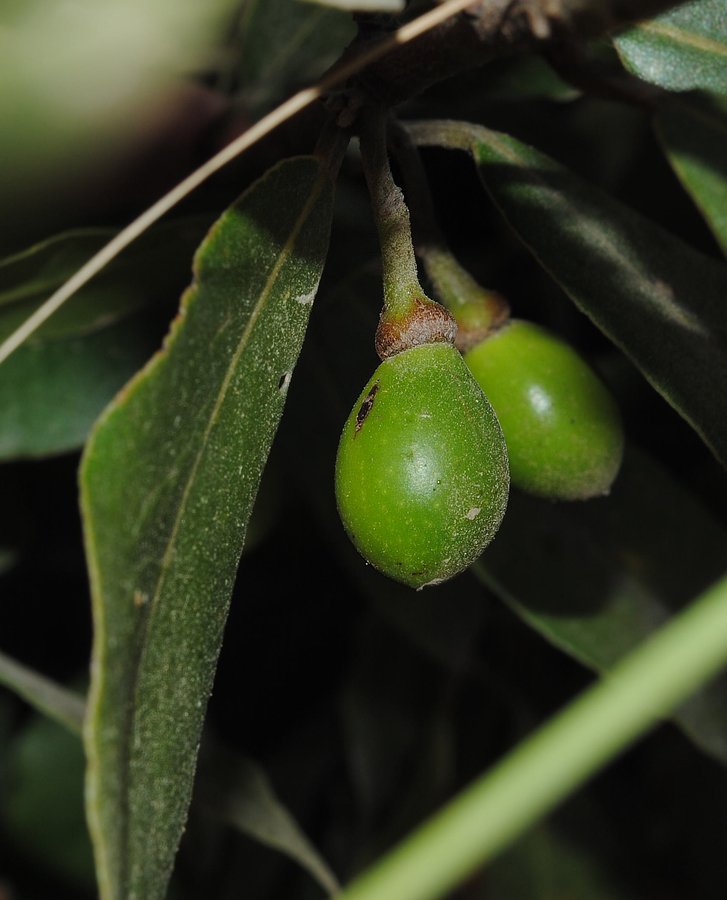 Изображение особи Laurus nobilis.