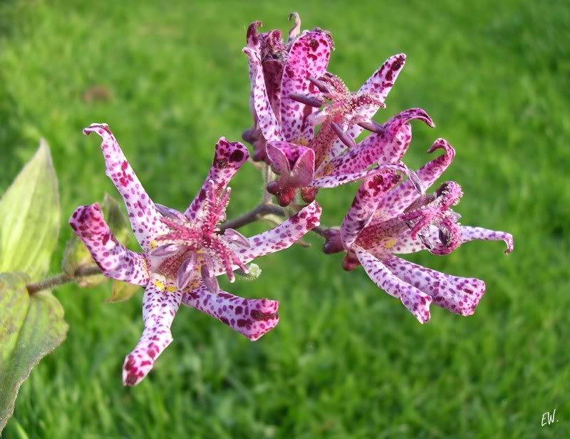 Изображение особи Tricyrtis hirta.