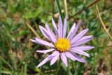 Aster alpinus