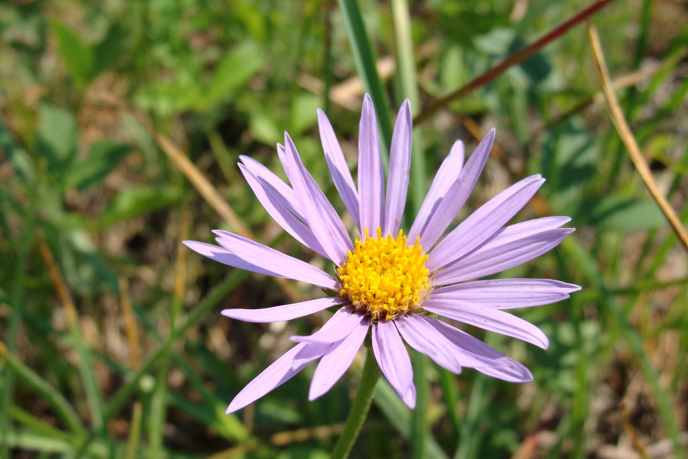 Изображение особи Aster alpinus.