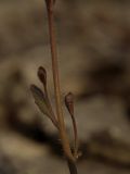 Arabidopsis thaliana