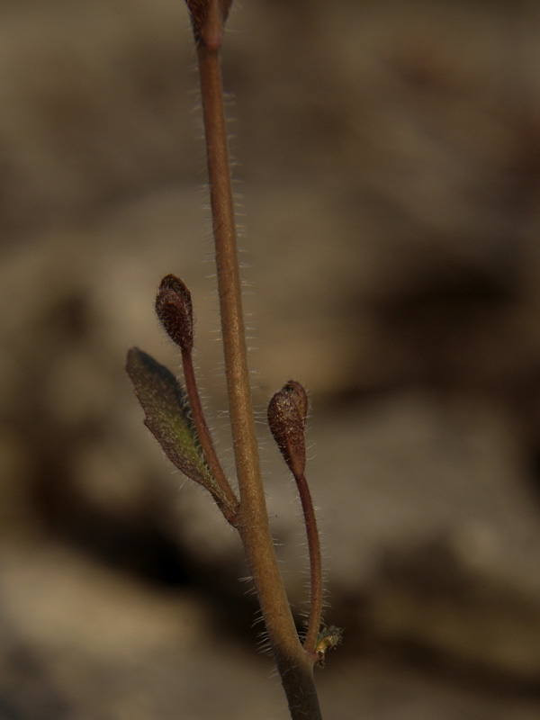 Изображение особи Arabidopsis thaliana.