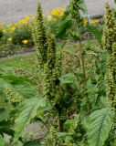 Amaranthus retroflexus. Верхушки побегов с соцветиями. Германия, г. Krefeld, ботанический сад. 31.07.2012.