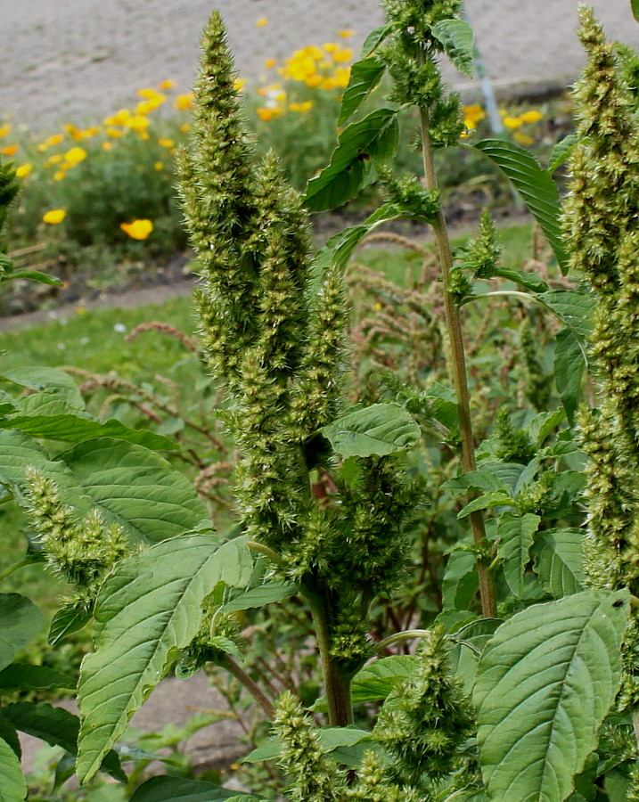 Image of Amaranthus retroflexus specimen.