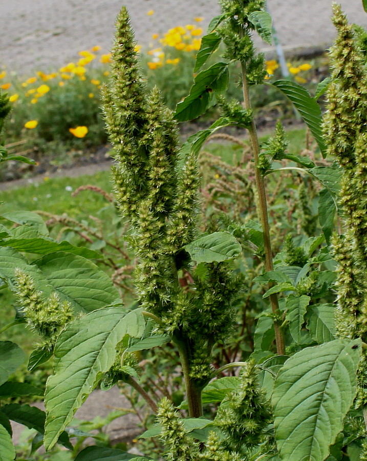 Изображение особи Amaranthus retroflexus.