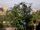Ipomoea indica. Цветущее растение. Испания, автономное сообщество Андалусия, провинция Гранада, комарка Вега-де-Гранада, г. Гранада, Альгамбра. 13.07.2012.