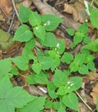 Circaea caulescens