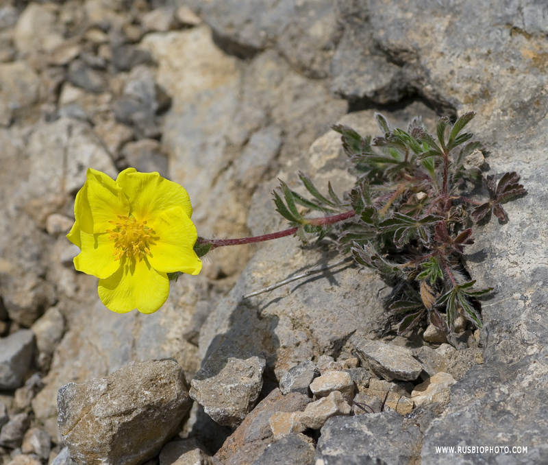 Image of Potentilla taurica specimen.