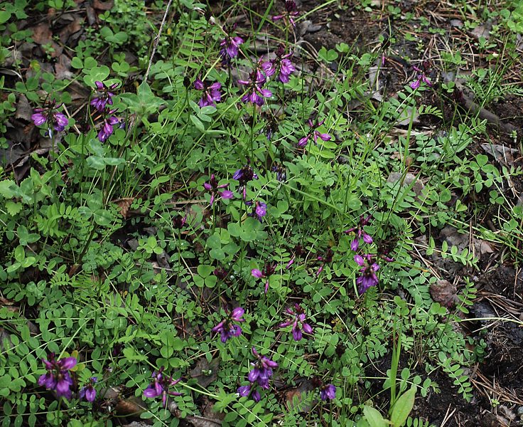 Image of Astragalus subpolaris specimen.