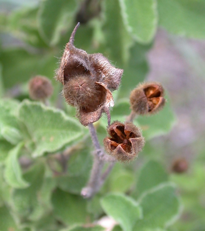 Image of Cistus &times; incanus specimen.