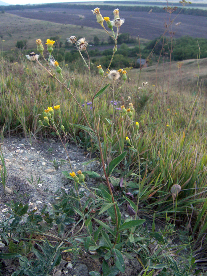 Image of Hieracium virosum specimen.