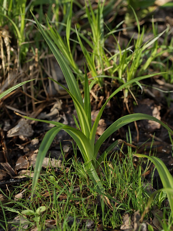 Image of Scirpus sylvaticus specimen.