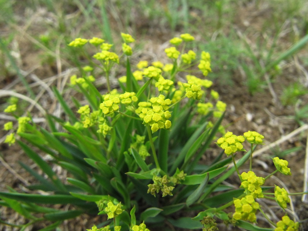 Image of Bupleurum sibiricum specimen.