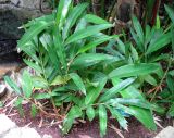 Alpinia zerumbet